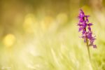 Kleines Knabenkraut (orchis morio) | Zellerhornwiese, BW, Deutschland