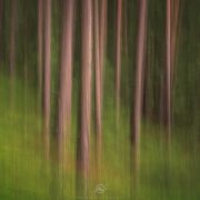 Blurred Trees | St. Andrä, Südtirol, Italien